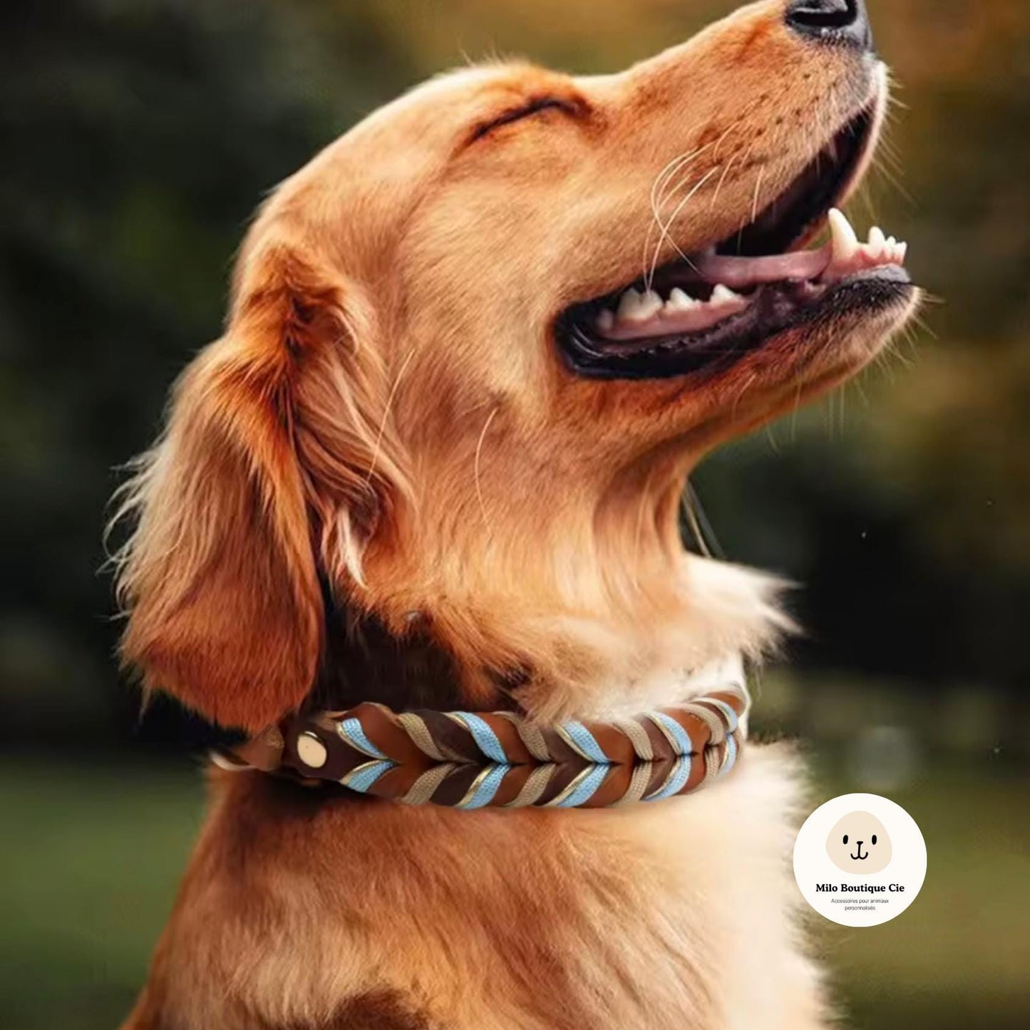 Collier en Cuir Véritable pour Chien – Doux, Léger & Élégant