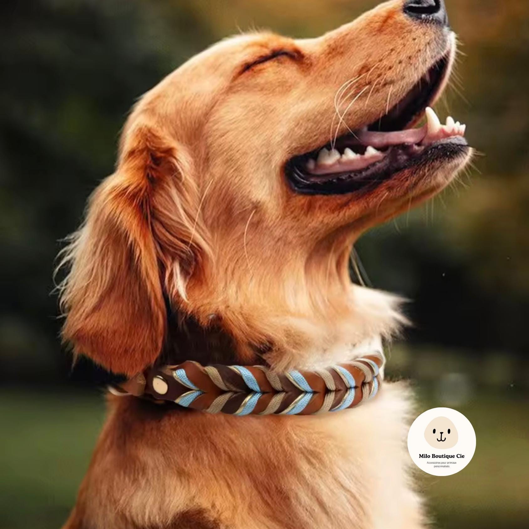 Collier Cuir Véritable pour Chien – Collier Chien Confortable et Élégant