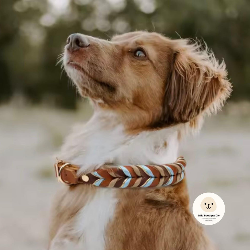 Collier Cuir Véritable pour Chien – Collier Chien Confortable et Élégant