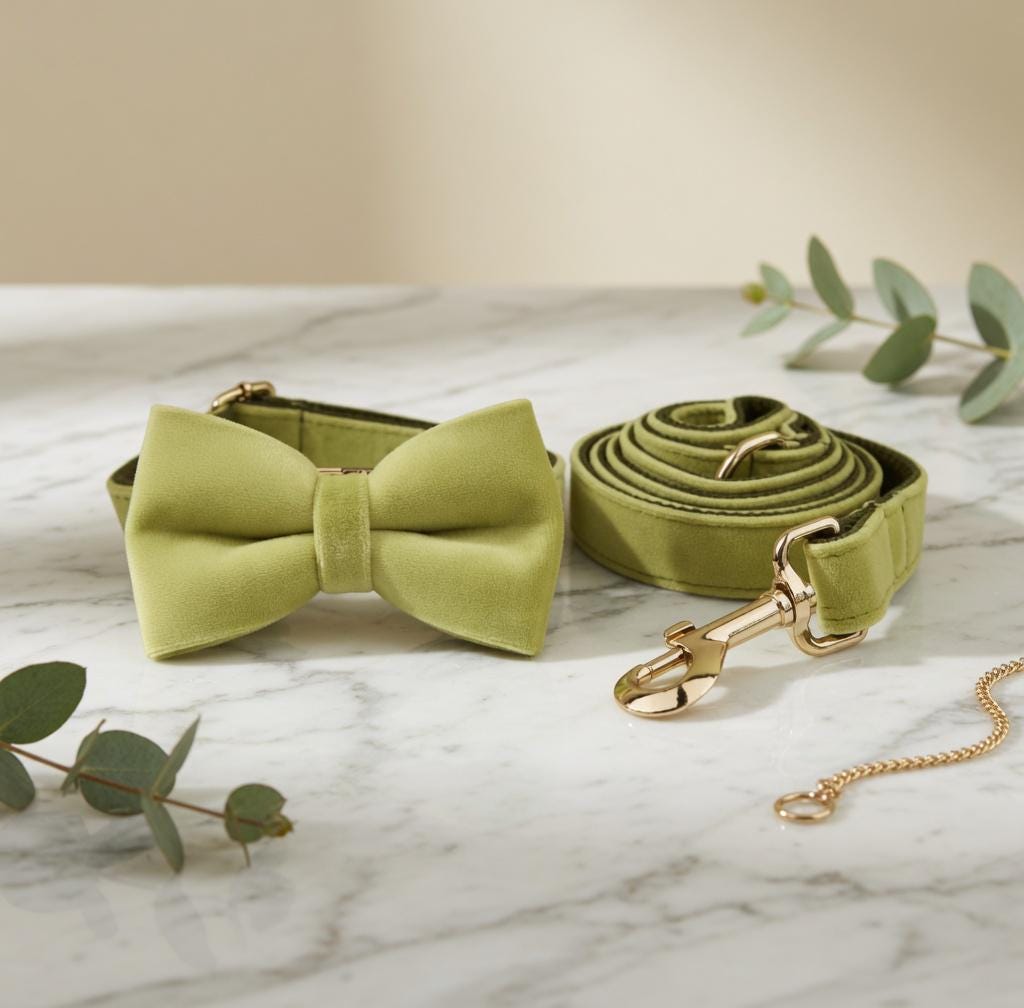 Ensemble Collier et Laisse Chien Velours Doré – Réglable et Élégant